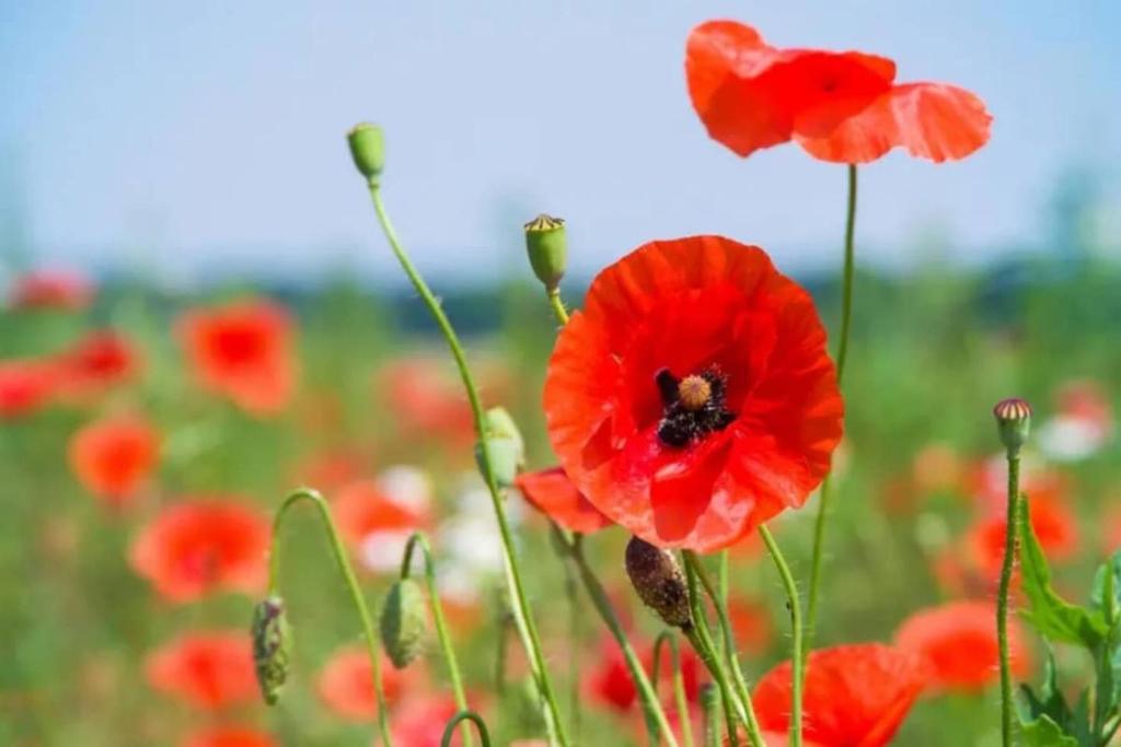 Gallery image of Gite de Coquelicots avec Jacuzzi à Embreville in Embreville