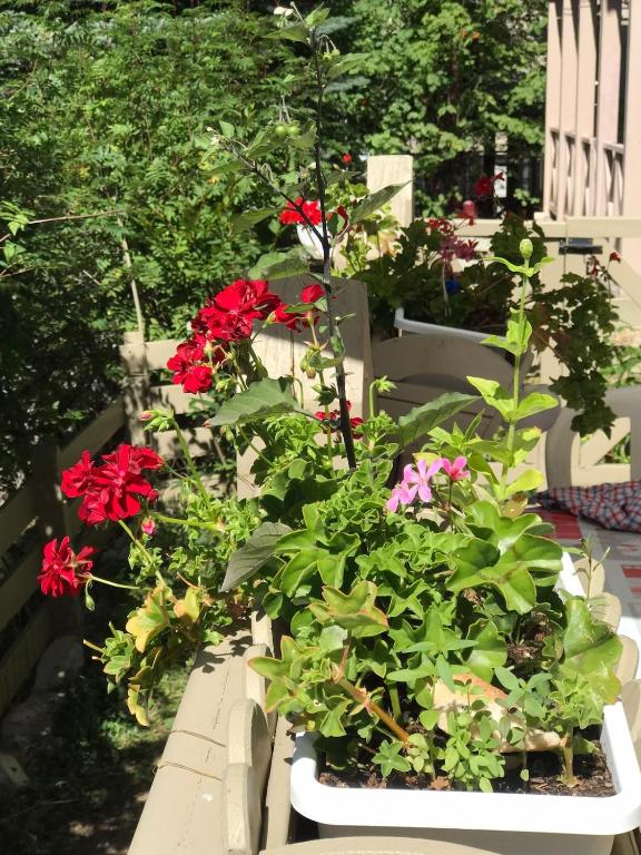 un jardin avec des fleurs rouges dans une jardinière blanche dans l'établissement Bas de chalet La Foux d'Allos, à La Foux d'Allos