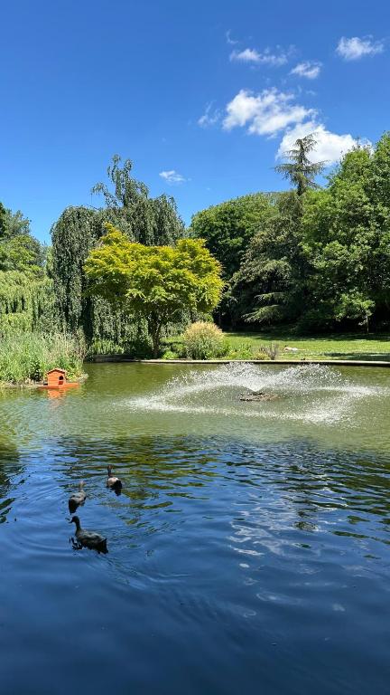 Trois canards nageant dans un étang dans un parc dans l'établissement 27marmar27 - culture et détente, à Suresnes