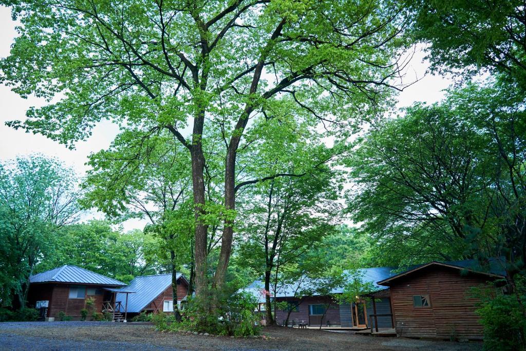 a large tree in front of a cabin at nasusatoyamafield in Otawara