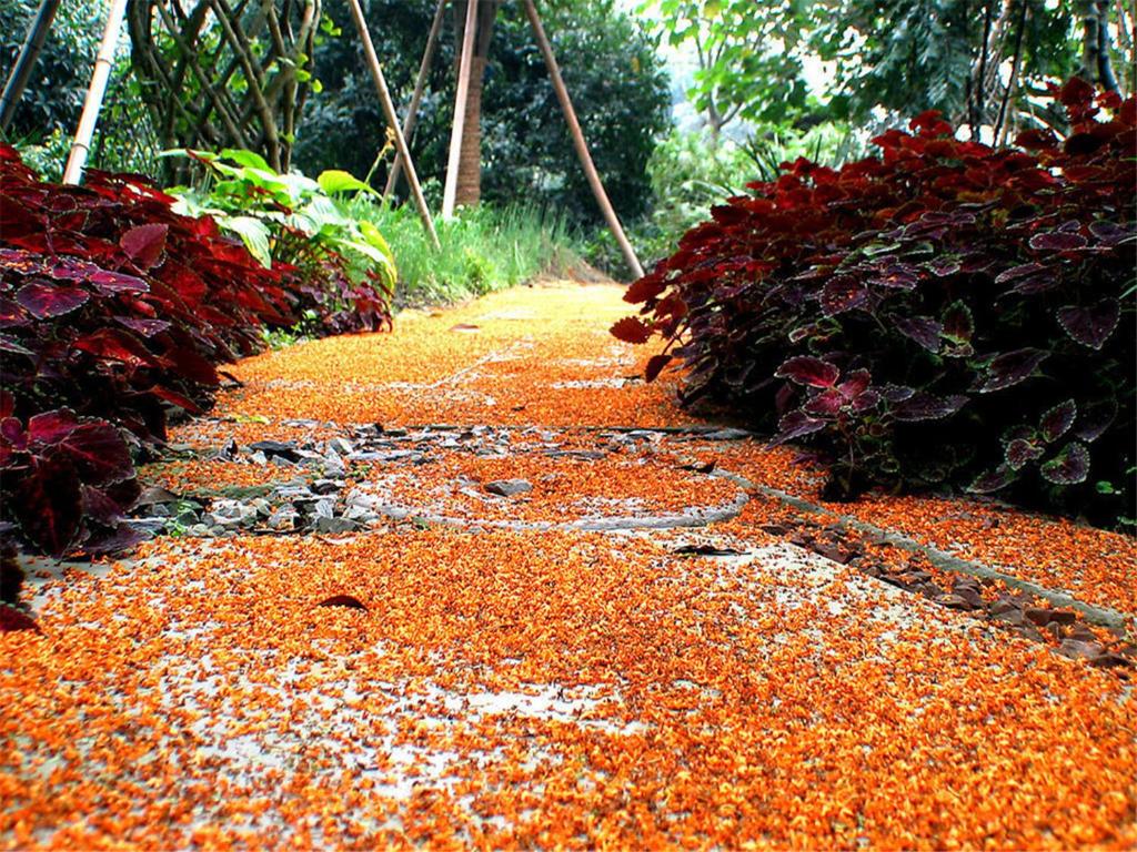 Zahrada ubytování Hangzhou West Lake Youshan Villa
