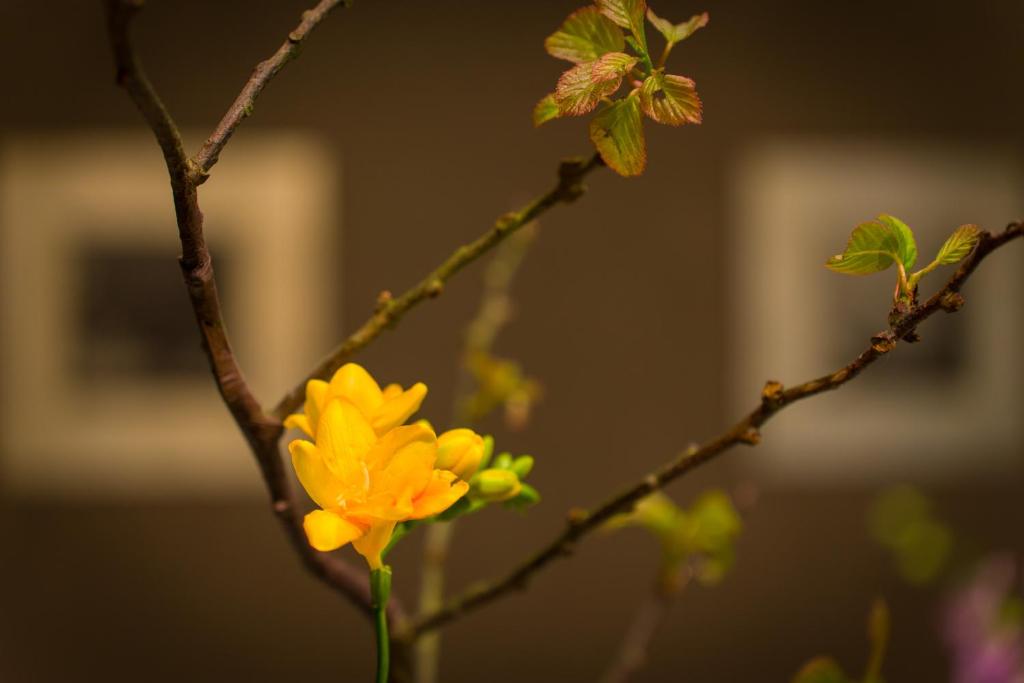 Fotografie z fotogalerie ubytování les suites taipei ching cheng v destinaci Taipei