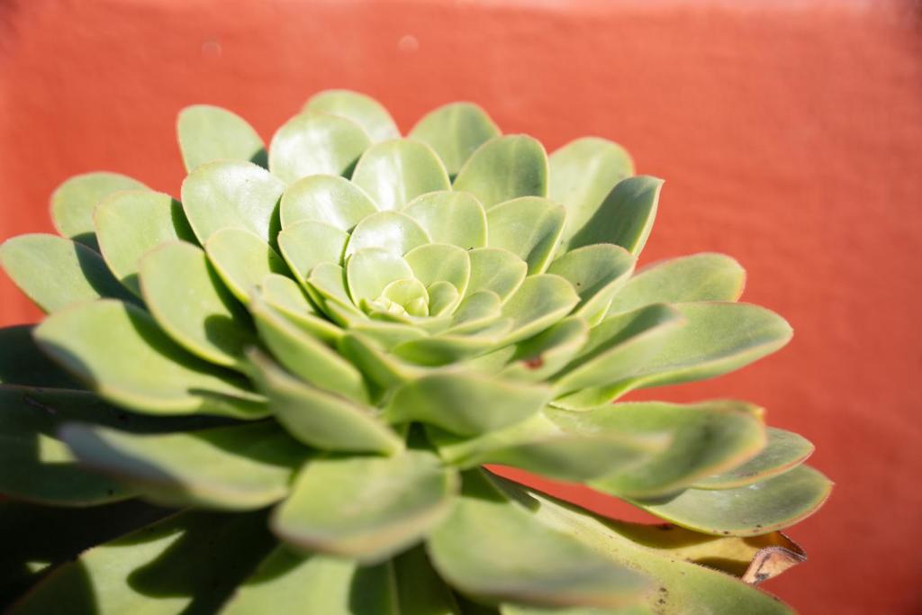 a green succulent plant in front of a red wall at TenoHomes Rustic House with Terrace & Nature Views in Buenavista del Norte