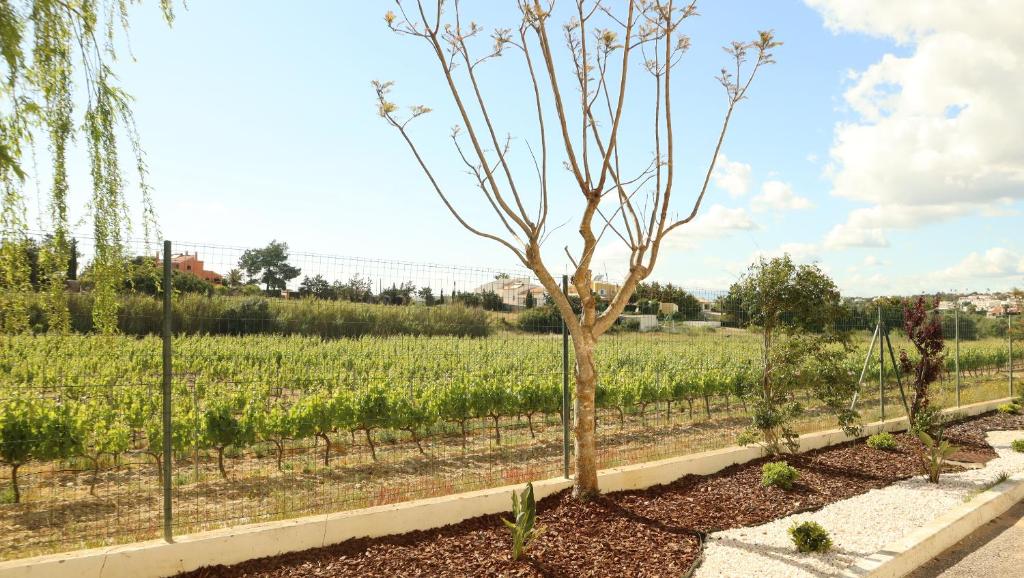 a tree in a garden with a field of crops at Glenridge Resort By Albufeira Rental in Albufeira