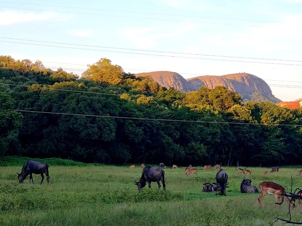 a group of animals grazing in a field at Harties Is Africa Safari Lodge in Hartbeespoort