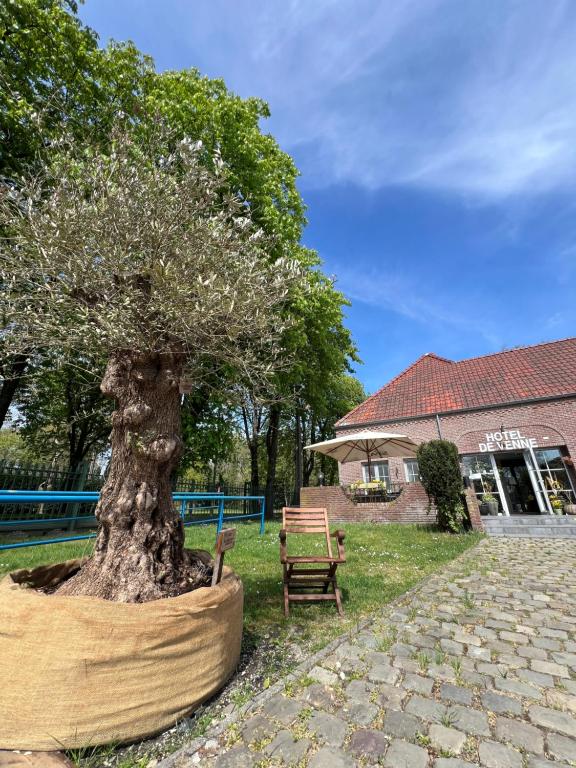 a bonsai tree in a pot next to a bench at Hotel De Venne in Genk