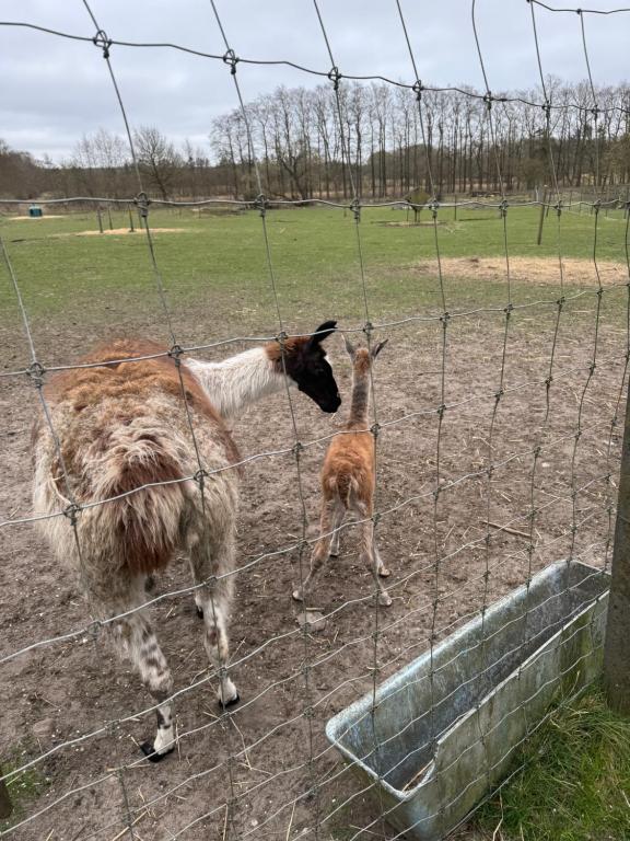 Zvířata v farmy nebo okolí