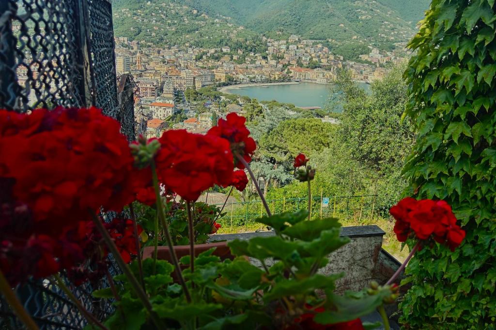a group of red flowers with a view of a city at Sunrise in Rapallo
