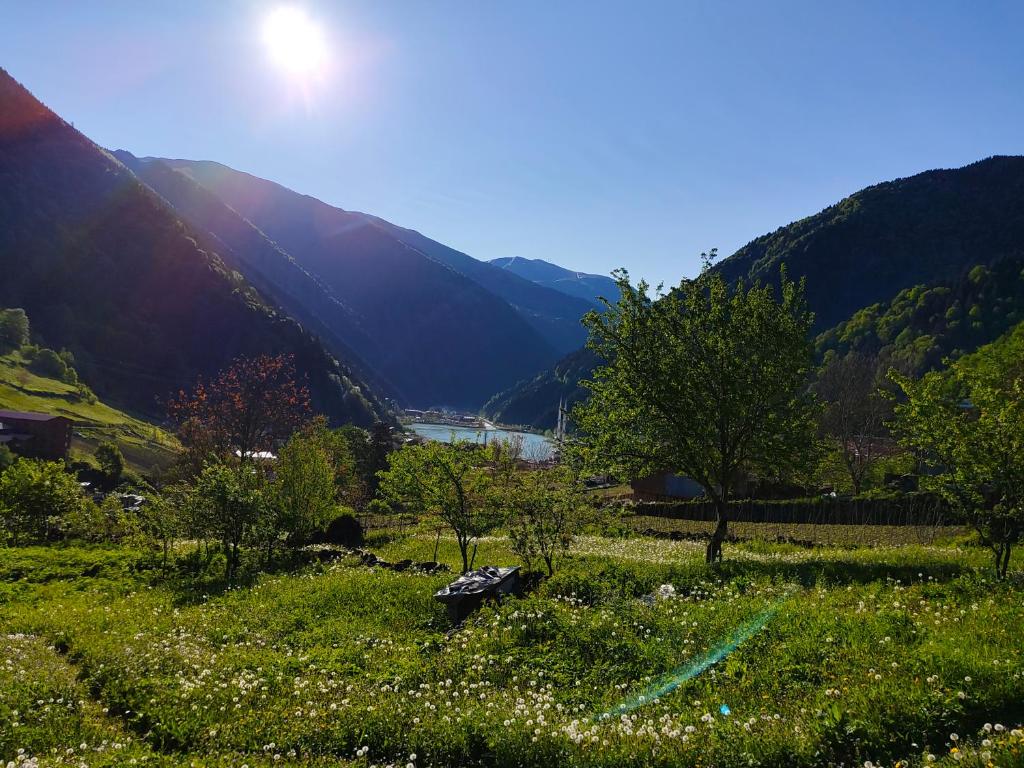 a field of grass with a mountain in the background at Çay Pansiyon in Uzungöl