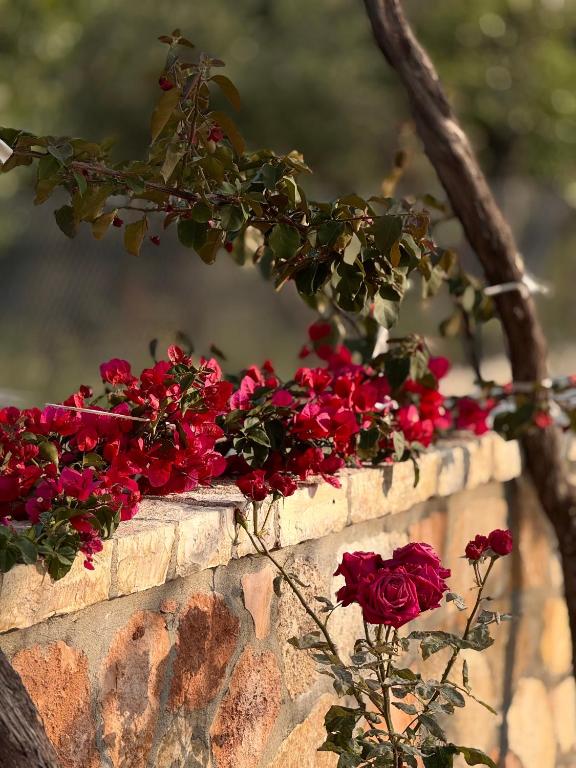 Um jardim no exterior de Belvedere Hotel & Suites