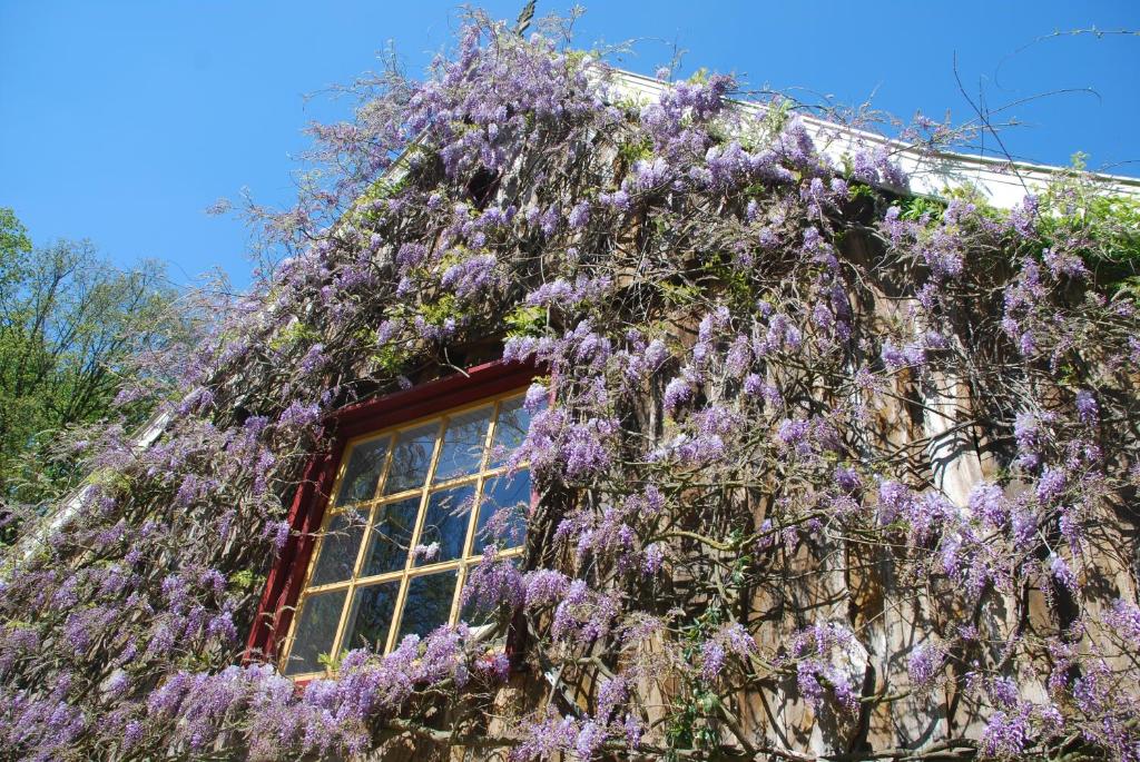 um edifício coberto de glicínias em frente a uma janela em B&B De Hagmolenbeek Boekelo em Boekelo