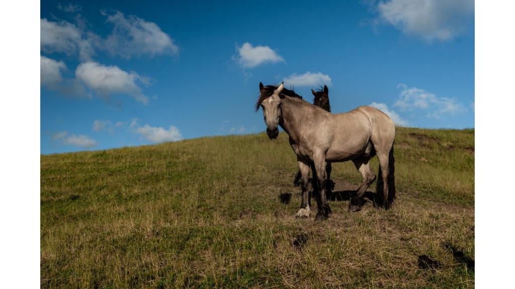 Altri animali domestici presso la casa vacanze o nei dintorni