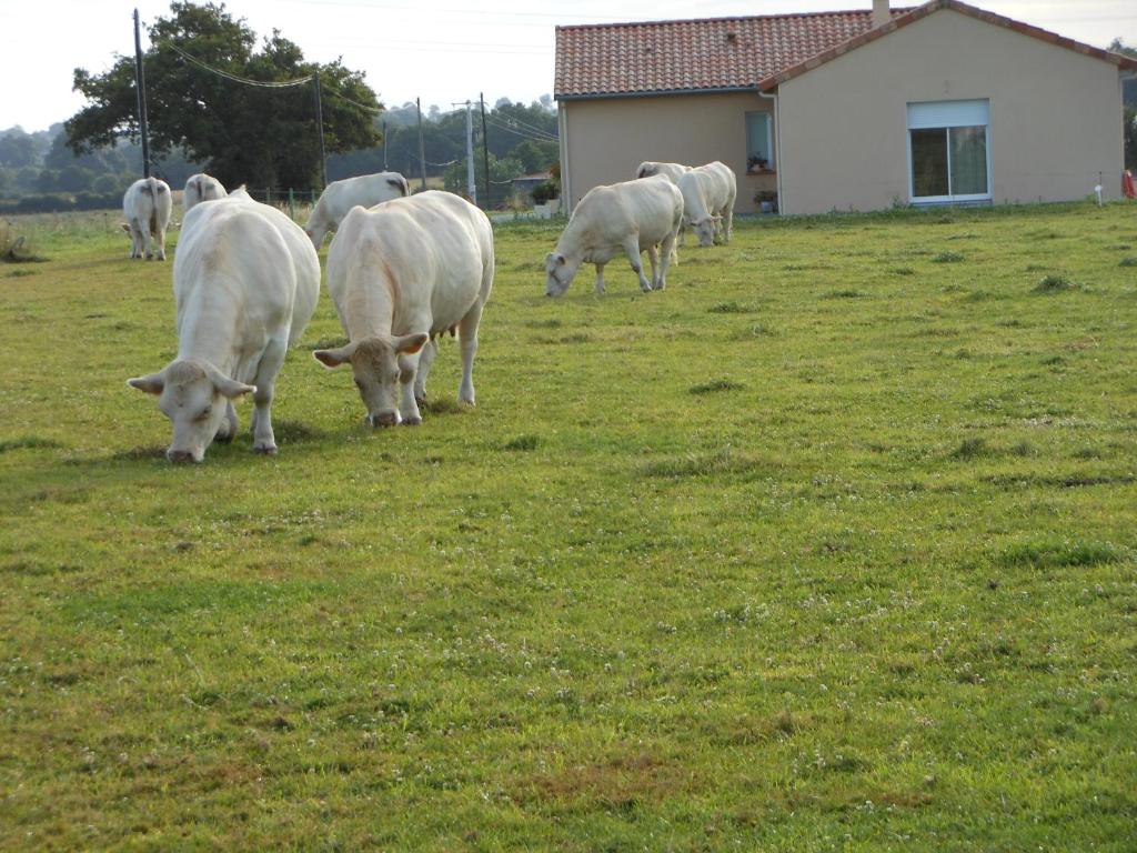 un troupeau de vaches blanches herbivores dans l'établissement Chambre D'hôtes La Basse Gougeonnière, à Neuvy-en-Mauges