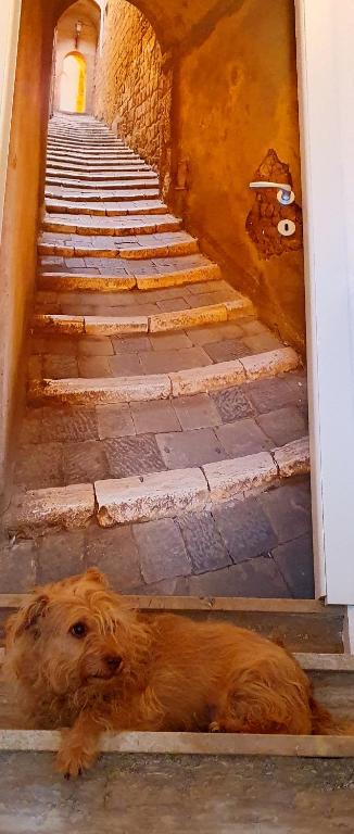 Majutusasutuse Casa Lorelein külastajatega peatuv lemmikloom või lemmikloomad