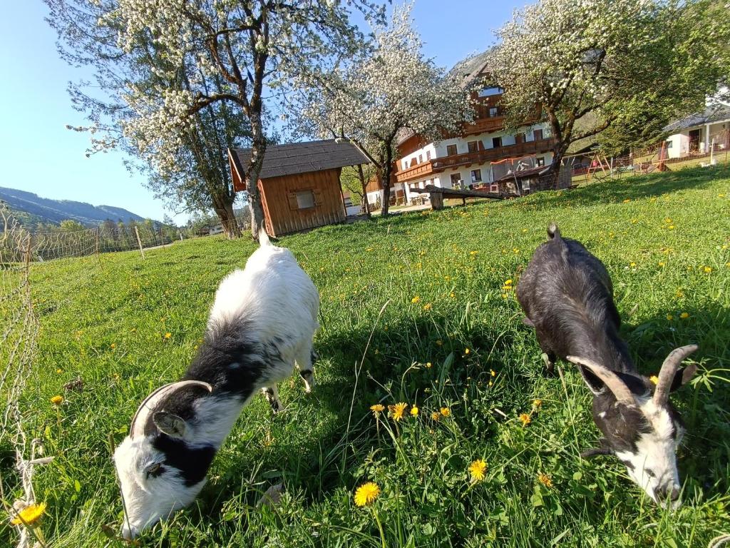 Domácí mazlíčci ubytovaní s hosty v ubytování Hintererhof