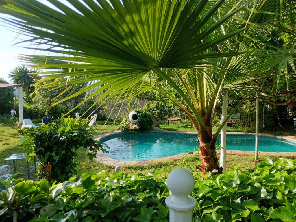 a palm tree in front of a swimming pool at Mare Maravella Costa Brava Nature in Tordera