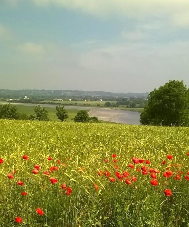 un champ de fleurs rouges dans un champ vert dans l'établissement Gîte Au Fil Des Clos, à Céaux
