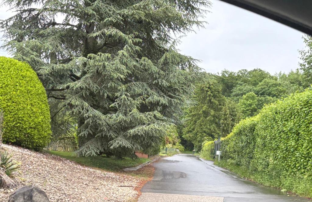a road with a tree on the side of it at CaquiHome in Romanel-sur-Lausanne