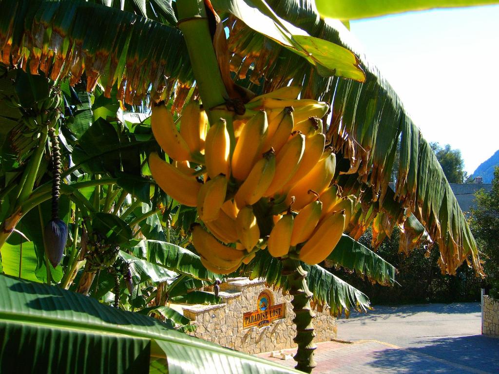 Paradise Lost Hotel-Apartments - 19