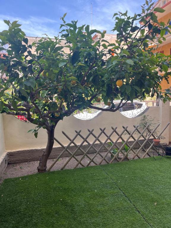 a lemon tree in front of a fence at Dimora la Tonnara in Porto San Giorgio