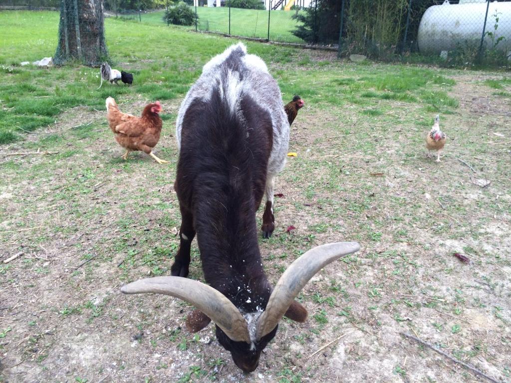 Zvieratá na farme alebo blízkom okolí