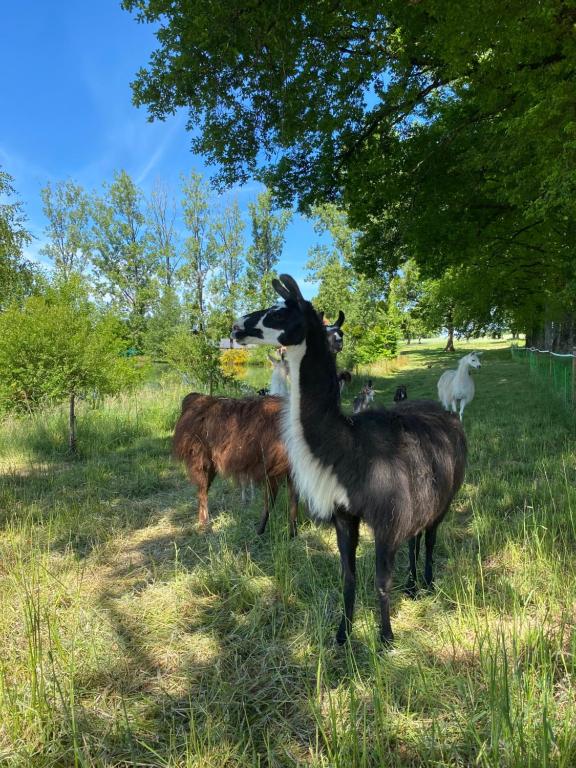 a group of animals standing in the grass at The Llama Farm France in Saint-Cyr-les-Champagnes