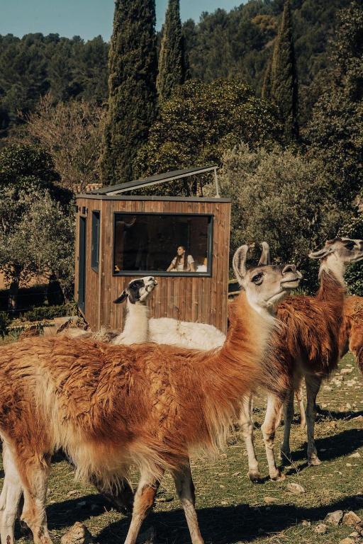 un groupe de lamas dans un champ avec une personne dans une boîte dans l'établissement Parcel Tiny House Barroux, entouré par les lamas près du Mont Ventoux, à Le Barroux