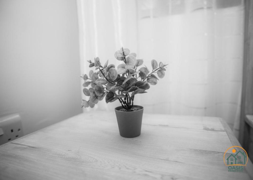 a potted plant sitting on top of a table at Oasis Homestay in Arusha