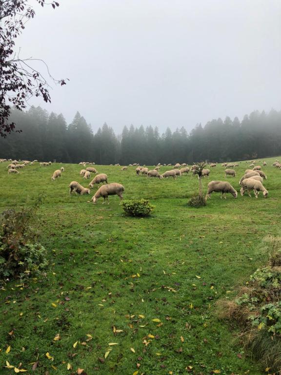 Zvířata v penzionu – hostince nebo okolí