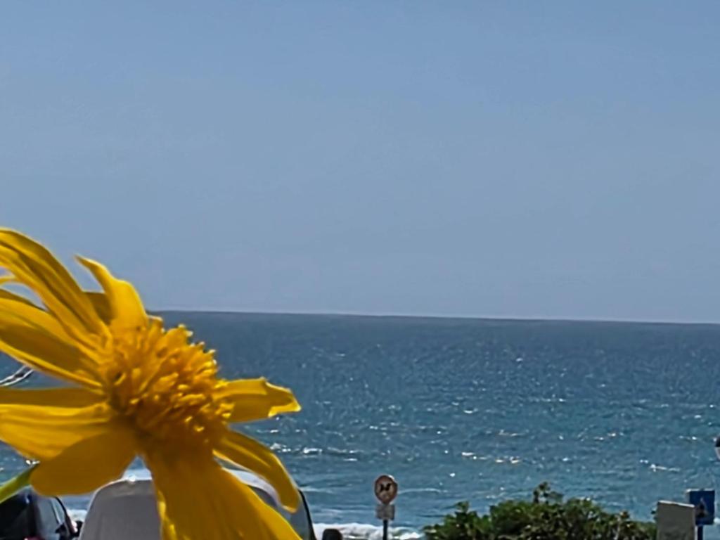 a yellow flower sitting next to the ocean at Alojamento da Praia da Areia Branca in Praia da Areia Branca