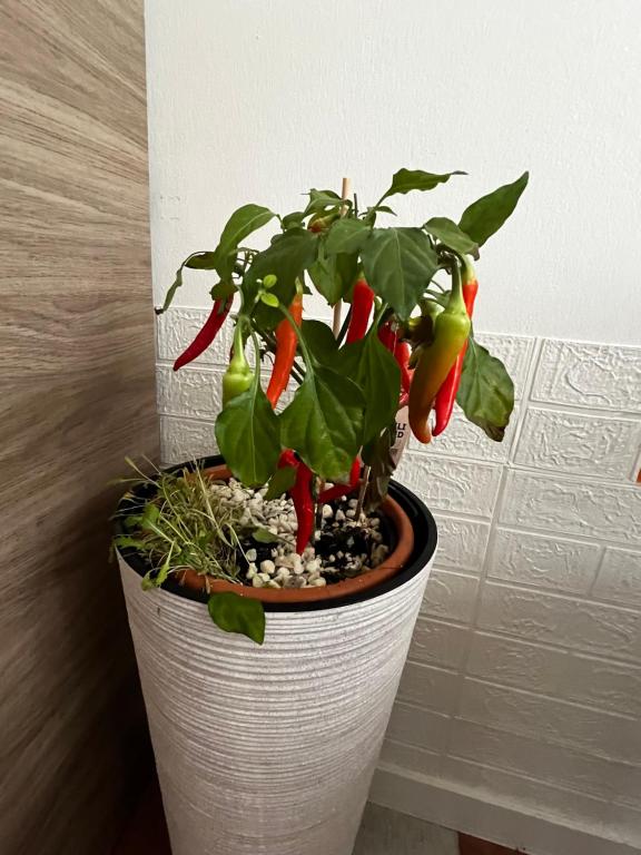 DOMIRA Olivova Residence