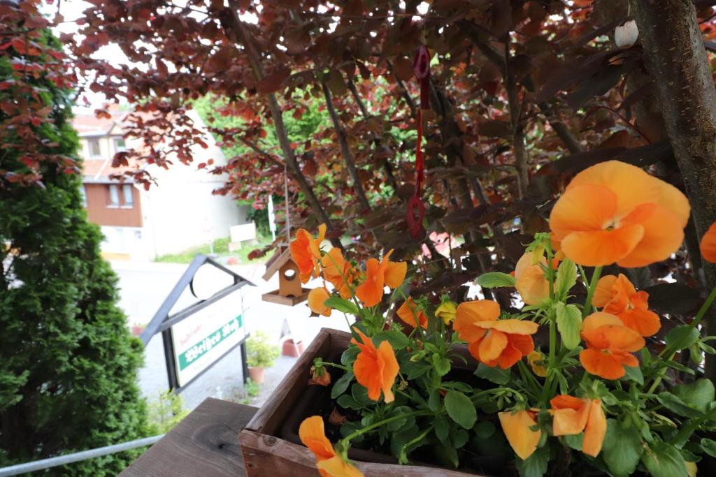 Zahrada ubytování Hotel Weißes Roß
