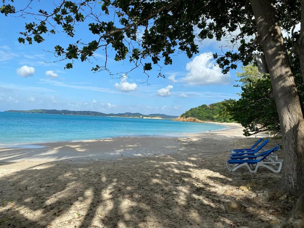 a blue bench sitting on a beach next to a tree at Perfect Hillside Ocean View in Saint Johnʼs