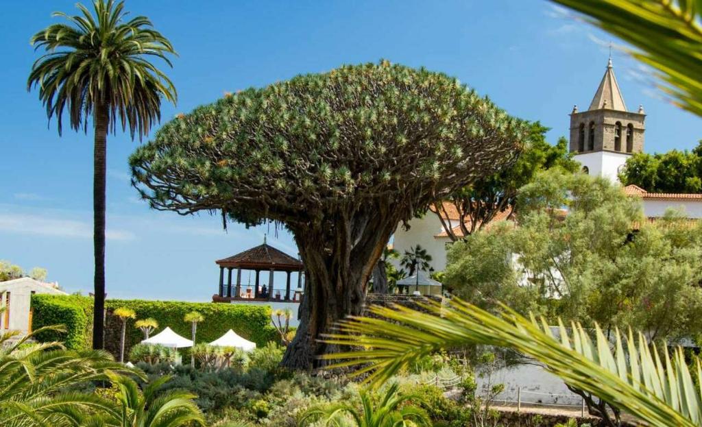 a large tree in front of a building with a tower at Suites San Agustín 45 - Adults Only in Icod de los Vinos