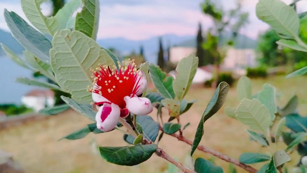 Villa Boka Sunrise Apartments - 18