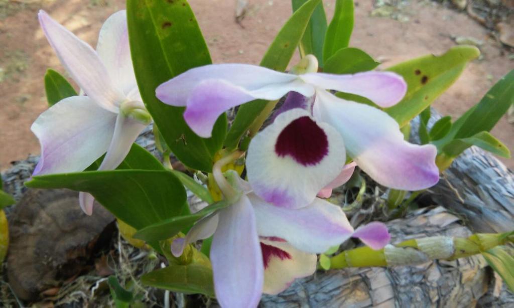  Pousada Flor de Cipó