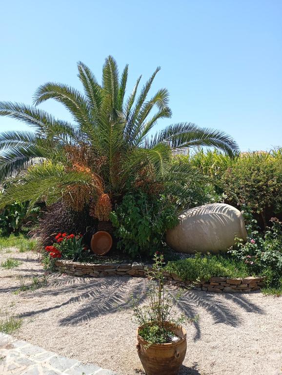 a garden with a palm tree and some plants at Casa La Vega in Torrox Costa