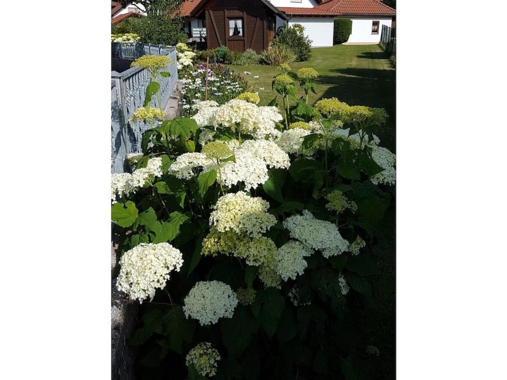 a garden of white flowers in front of a house at 1-bedroom holiday apartment in Dittishausen