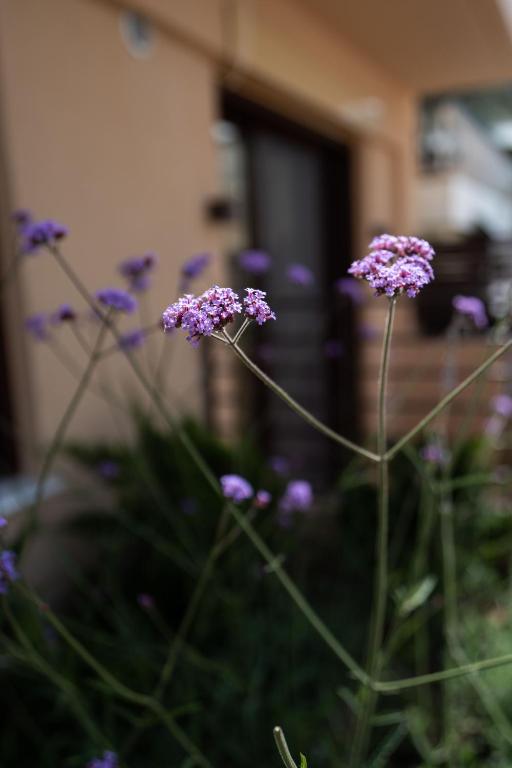 Ikima Living - Resim 7