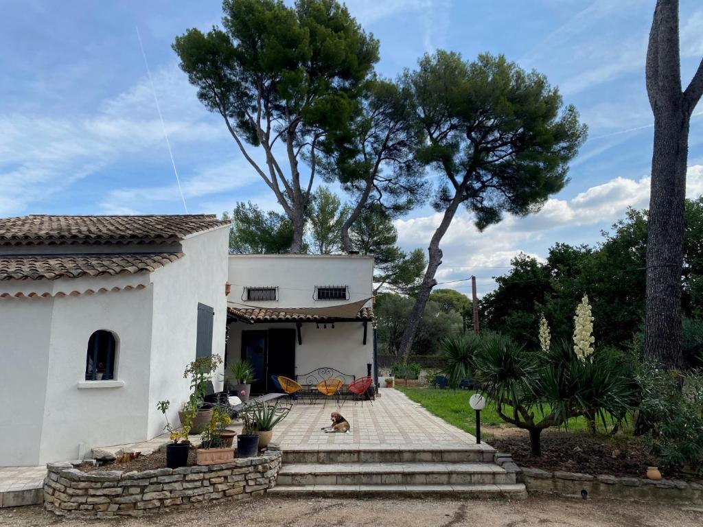 un chien assis devant une maison blanche dans l'établissement Le Mas du Garlaban, à Aubagne