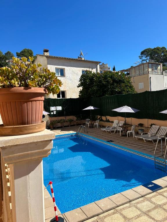 a swimming pool with a potted plant next to a building at Hostal San Telmo - Adults Only in Palma de Mallorca