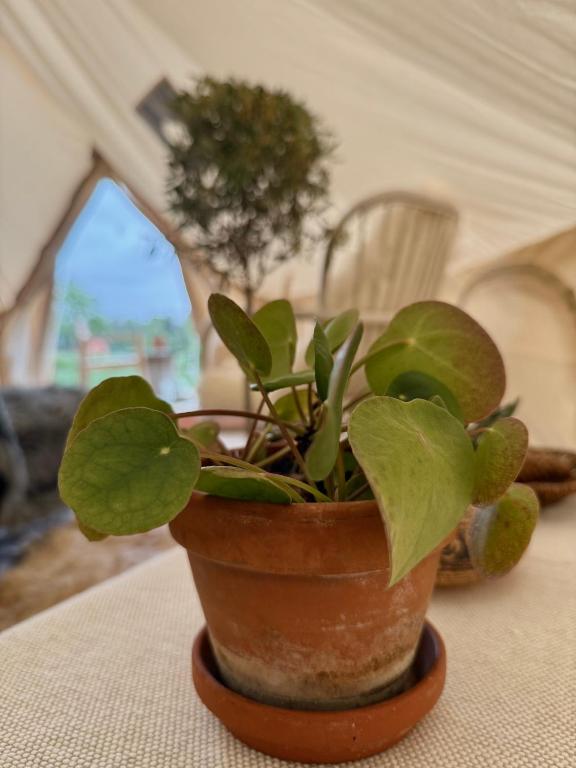 Fotografie z fotogalerie ubytování Glamping med alpackor v destinaci Laholm