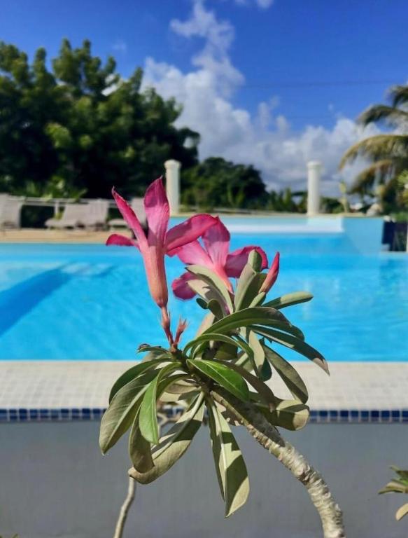Bazén v ubytování Gîte Orchidée piscine commune nebo v jeho okolí