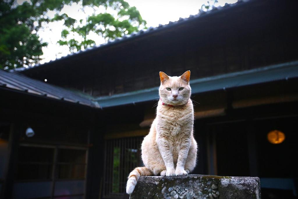 un chat assis au sommet d'un rocher dans l'établissement Maroya - Vacation STAY 16538, à Hamamatsu