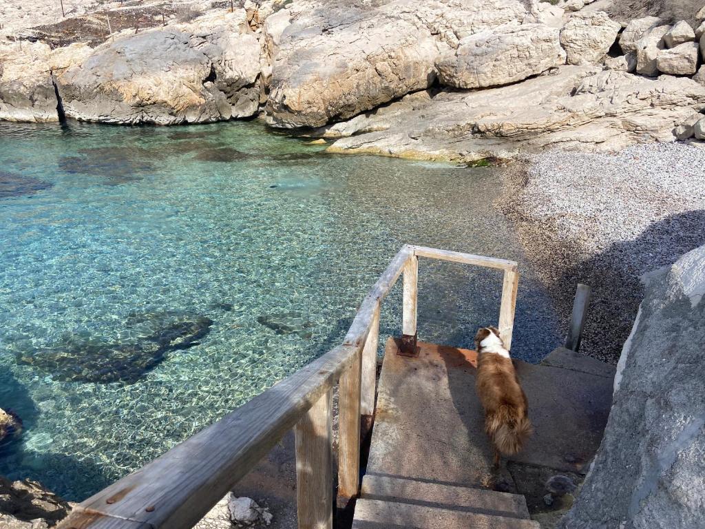 un chien debout sur les escaliers à côté d'une mare d'eau dans l'établissement Calanque de Samena, à Marseille