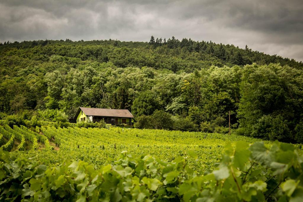 Gîte du WEINBAUM – photo 1