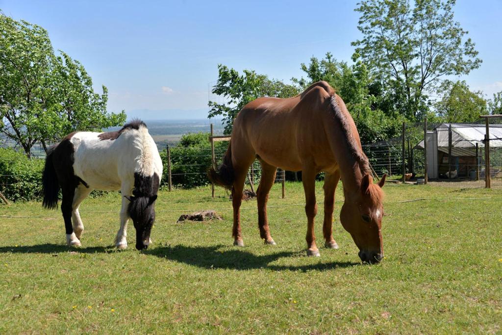 Gîte du WEINBAUM – photo 24