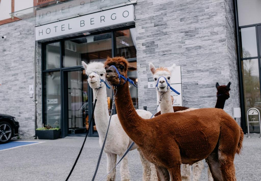 Zvířata v hotelu nebo okolí