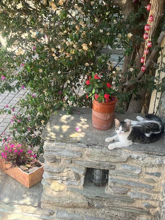 a cat laying on a stone wall next to a potted plant at Anastasia Luxury Villas in Gavrio