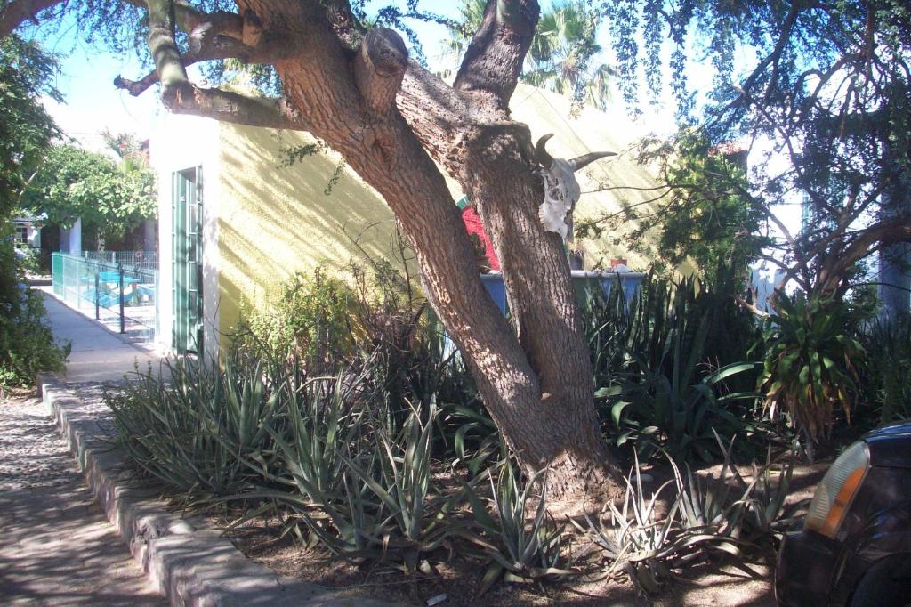 拉巴斯的住宿－Casabuena B&B，花园中一棵树,位于建筑物旁边